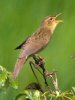 Grasshopper Warbler at Two Tree Island (West) (Steve Arlow) (118910 bytes) Grasshopper Warbler at Two Tree Island (West) (Steve Arlow) (118910 bytes)